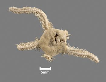 Media type: image;   Invertebrate Zoology OPH-164 Aspect: dorsal